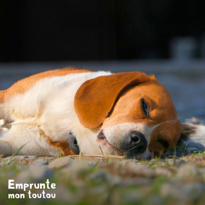 CHIEN BEAGLE FAISANT UNE CRISE D'EPILEPSIE