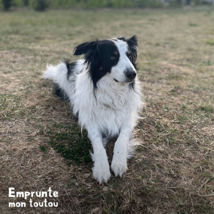 chien border collie noir et blanc