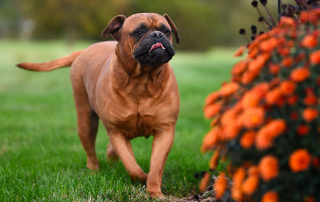 CHIEN BULLMASTIF EN TRAIN DE COURIR