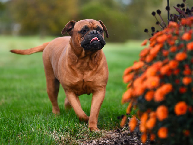 CHIEN BULLMASTIF EN TRAIN DE COURIR