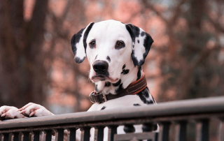 Tout savoir sur le Dalmatien