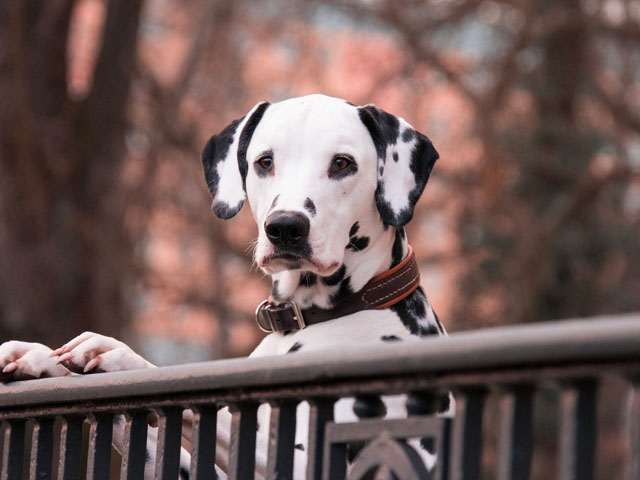 Tout savoir sur le Dalmatien