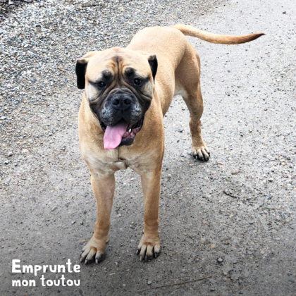 Chien de race Bullmastiff debout