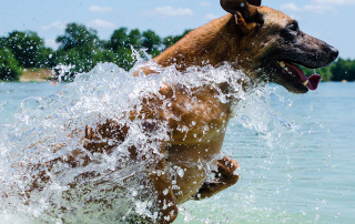 chien malinois pendant une séance de travail à l'eau