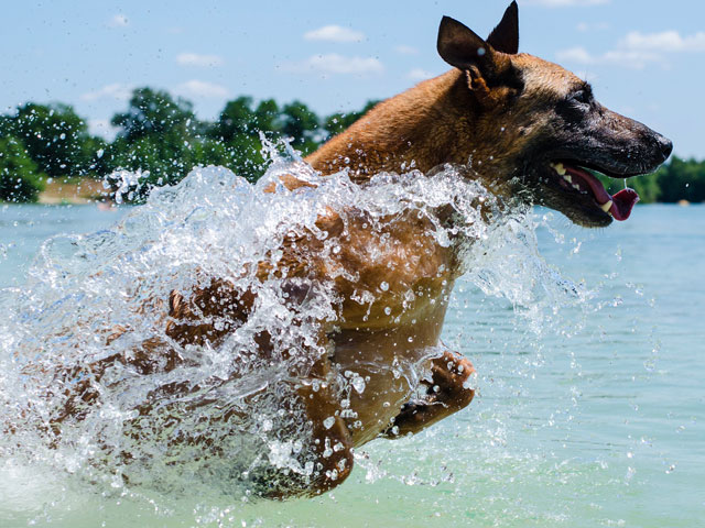 chien malinois pendant une séance de travail à l'eau