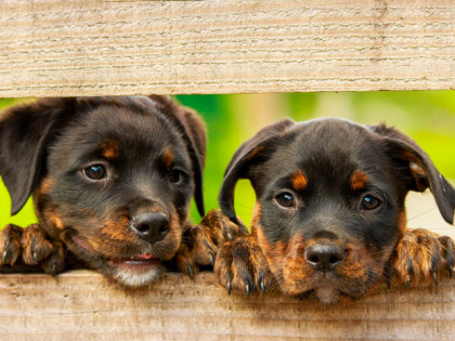 chiots noirs et marron