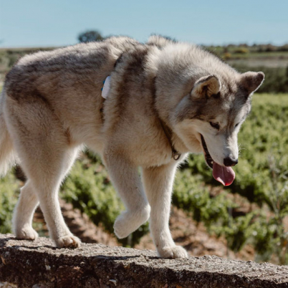 chien Husky sur le point de fuguer