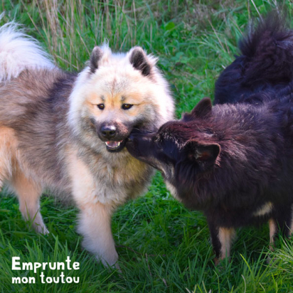 2 CHIENS MÂLES FAISANT CONNAISSANCE