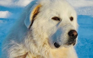 CHIEN MONTAGNE DES PYRENEES