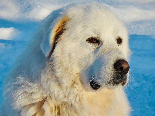 CHIEN MONTAGNE DES PYRENEES