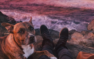 CHIEN STAFFIE POSÉ SUR SON MAÎTRE