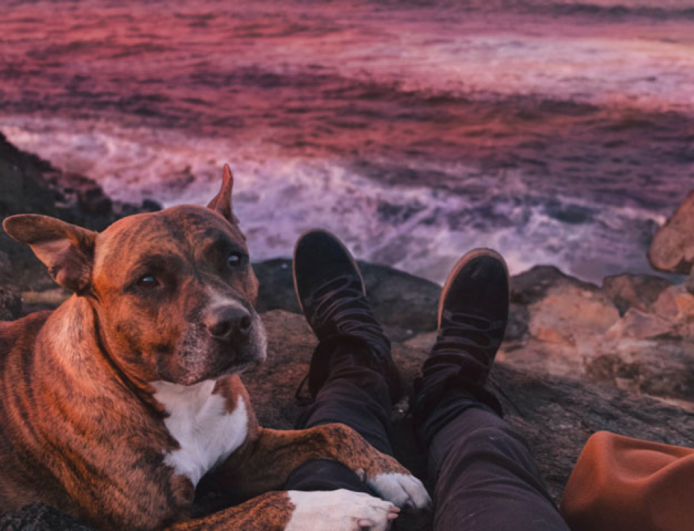 Les films qui ont du chien ⋆ Emprunte Mon toutou