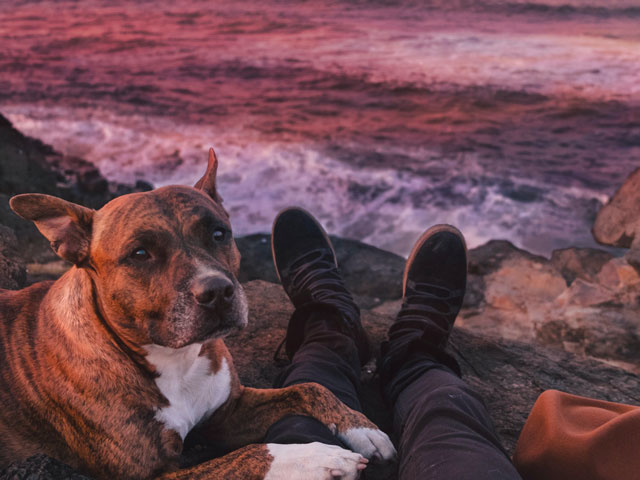 CHIEN STAFFIE POSÉ SUR SON MAÎTRE