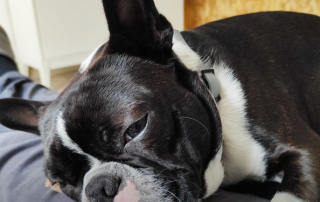 CHIEN DE RAC E BOULEDOGUE FRANCAIS NOIR ET BLANC