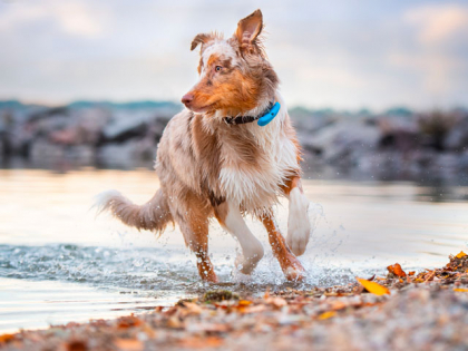 chien portant un collier gps