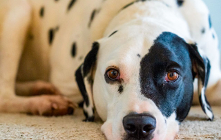 chien de race dalmatien