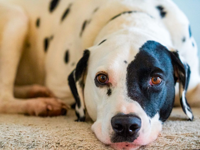 chien de race dalmatien