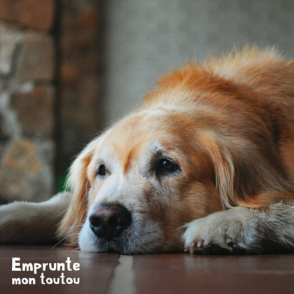 chien golden retriever, une race prédisposée au diabète