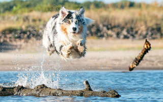 chien berger australien plongeant dans l'eau