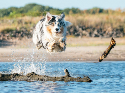 chien berger australien sautant dans l'eau