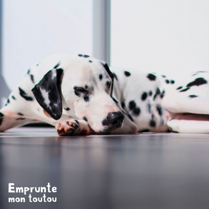 Chien de race Dalmatien couché