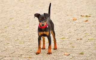 chien de race pinscher nain noir et feu