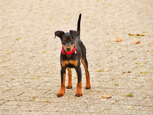 chien de race pinscher nain noir et feu