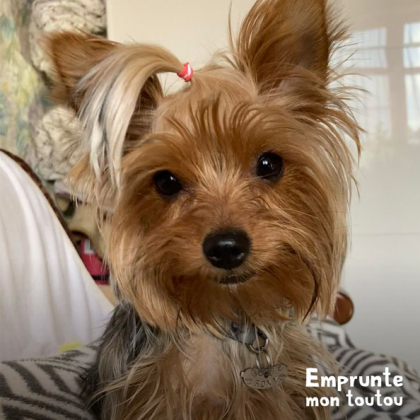 Yorkshire terrier