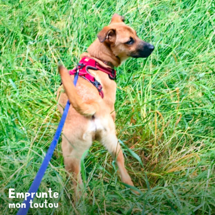 Chien beige dans l'herbe