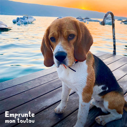 chien de race Beagle assis sur un ponton