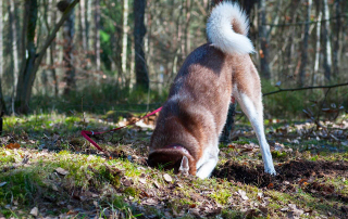 chien cfeusant lors d'une séance de cavage