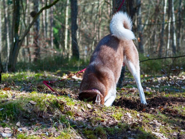 chien cfeusant lors d'une séance de cavage