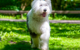 chien de race Bobtail