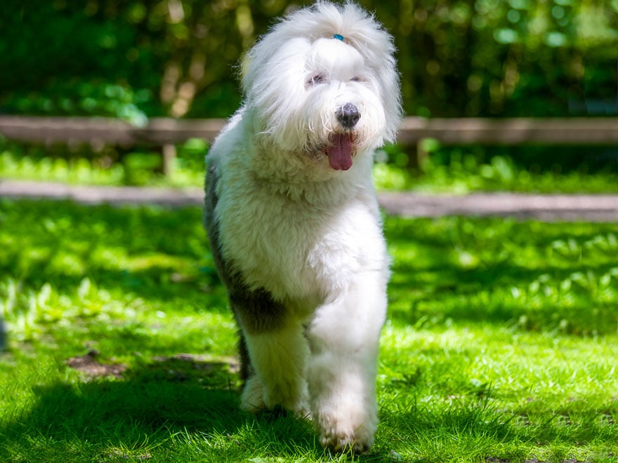 chien de race Bobtail