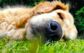 golden retriever allongé dans l'herbe