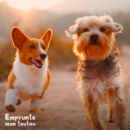 un corgi et un yorkshire en train de courir