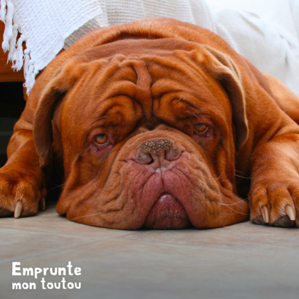 Le Dogue De Bordeaux fait partie des races touchées par la dysplasie de la hanche