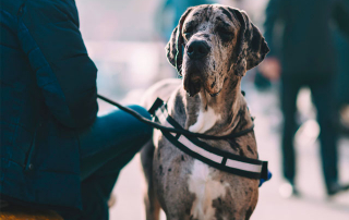 chien Dogue Allemand, prédisposé à la dysplasie de la hanche