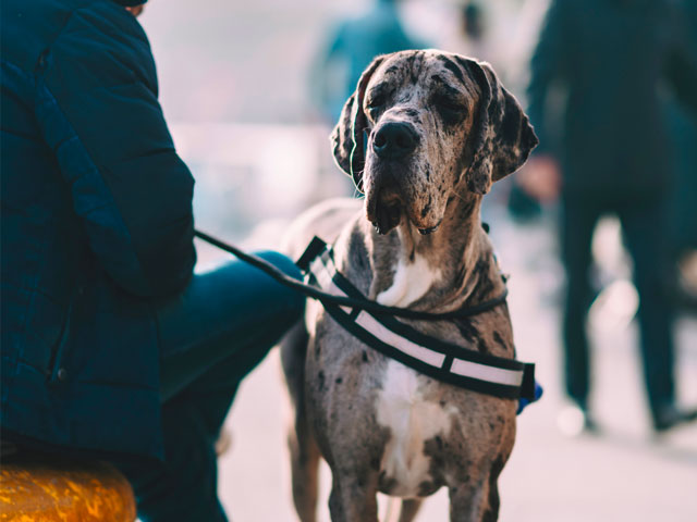 chien Dogue Allemand, prédisposé à la dysplasie de la hanche