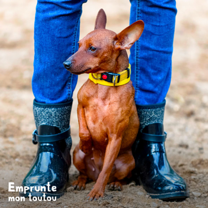 Pinscher Nain rouge