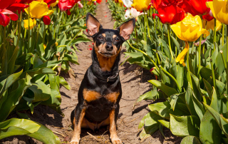 Pinscher Nain noir et feu