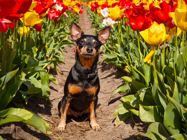 Pinscher Nain noir et feu