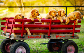 chiens golden retriever dans une remorque