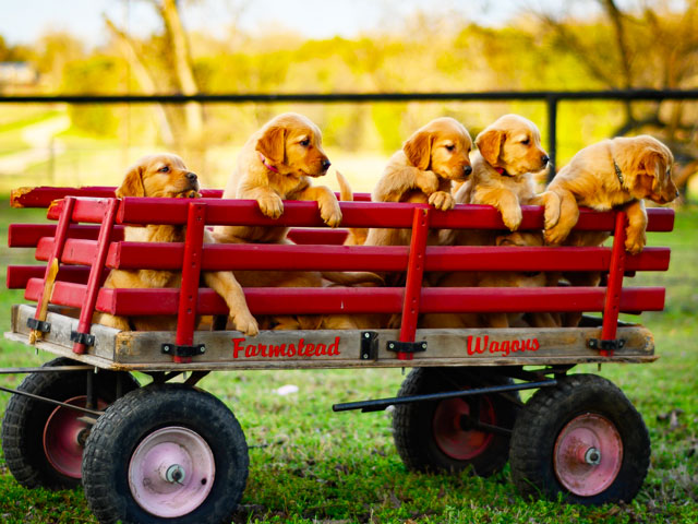 chiens golden retriever dans une remorque