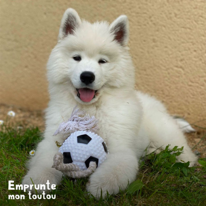 Chiot Samoyede tenant un ballon