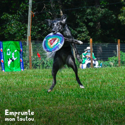 chien pratiquant le frisbee dans un club canin