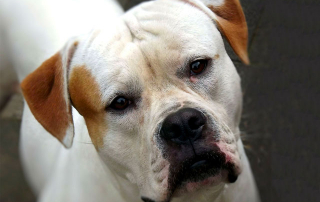 Bouledogue Américain blanc et marron