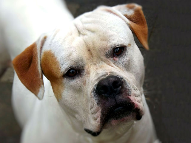 Bouledogue Américain blanc et marron