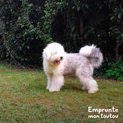 chien gris et blanc de race Bobtail