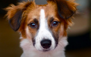 CHIEN BLANC ET MARRON